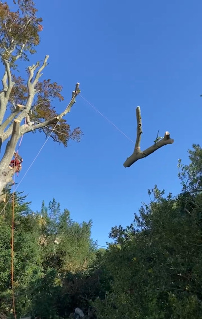 tree rigging