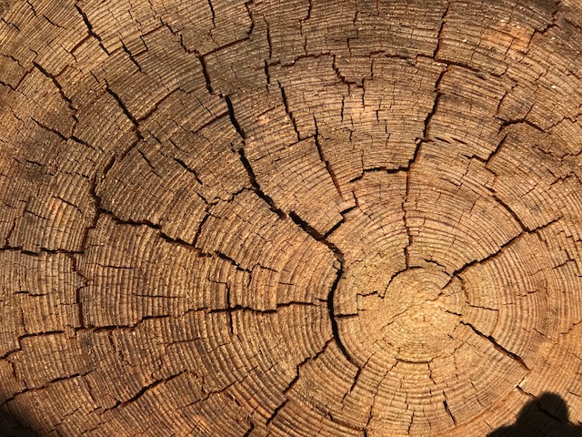 sawn tree trunk