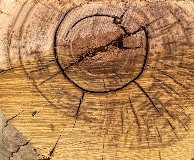 close up of cut tree trunk