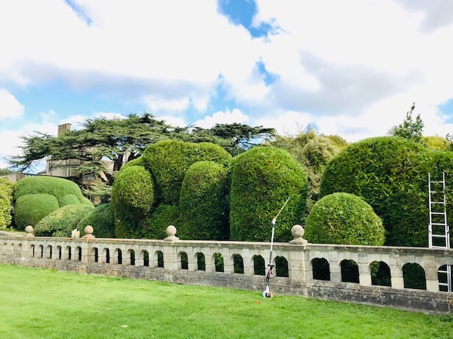 trimmed hedges