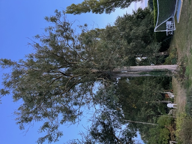 ash dieback