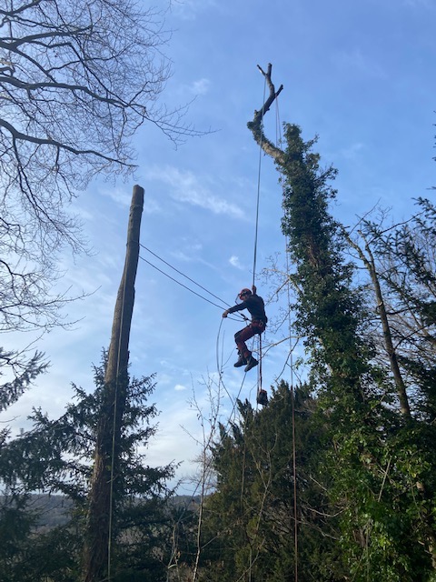 tree surgery Somerset