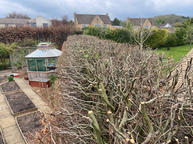 hedge trimming