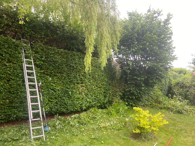 Hedge trimming