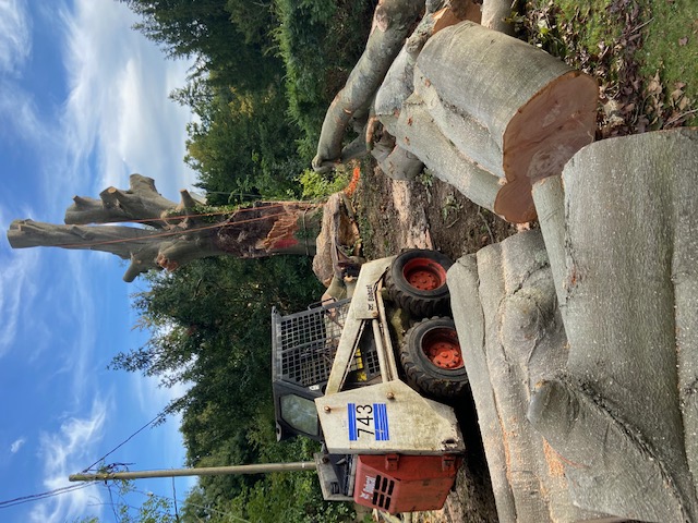 Tree surgery using a bobcat